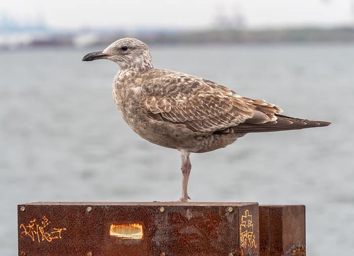 Una gaviota argéntea americana en la costa de la Brooklyn Army Terminal