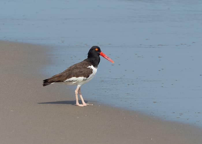 An American oystercatcher at Fort Tilden
