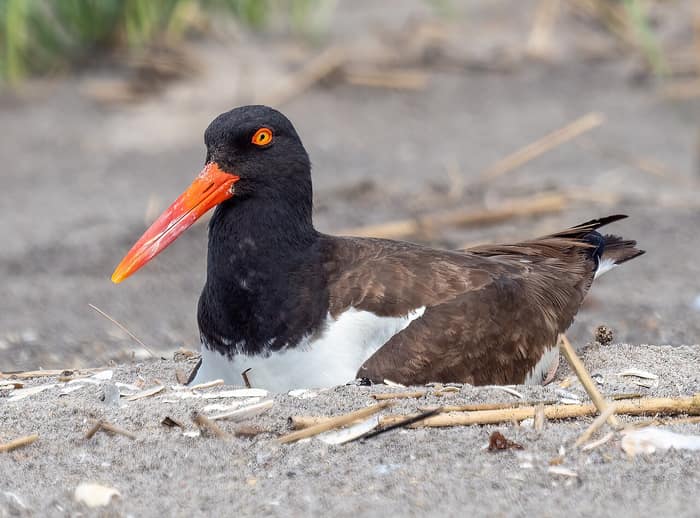 An American oystercatcher on a nest on the beach at Fort Tilden