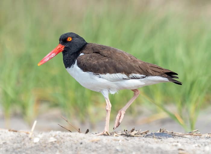 An American oystercatcher on the beach at Fort Tilden