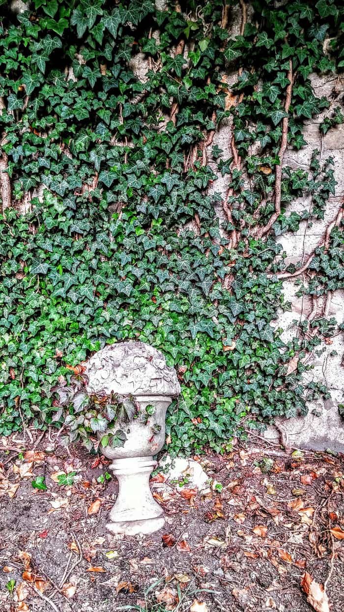 Autumn leaves, an ivy-covered wall and a marble marker in the cemetery