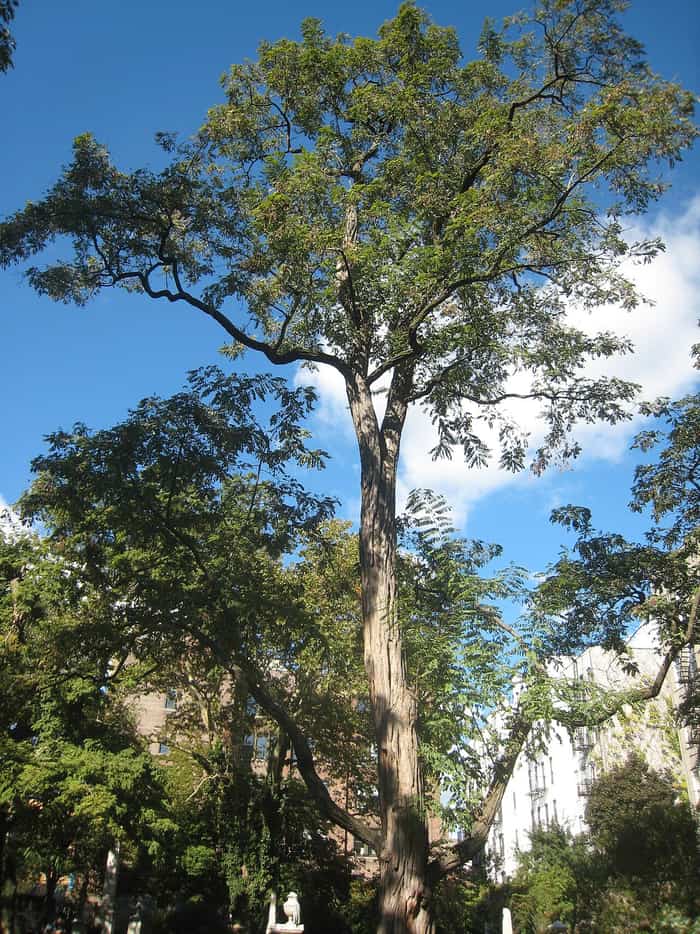 A giant locust tree inside the cemetery