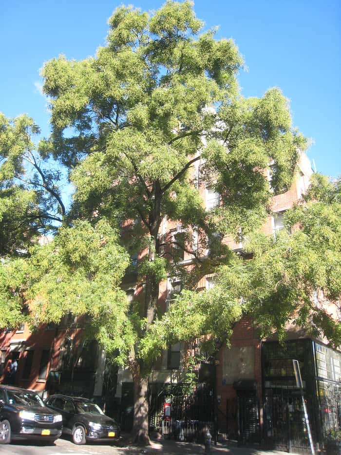 A large old tree in the cemetery grounds