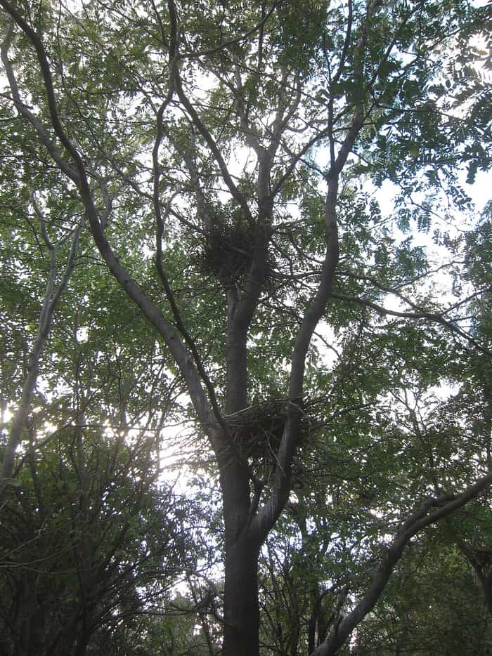 Bird nests among the trees on Mill Rock island